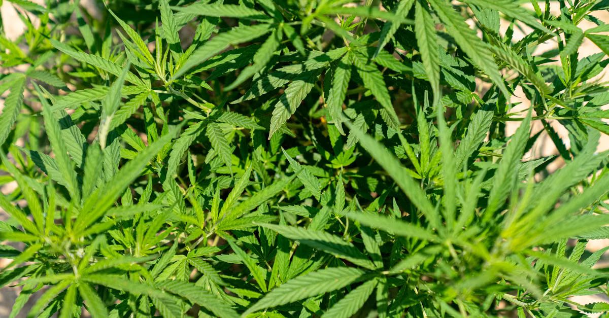 Foto: Mark Stebnicki / Pexels