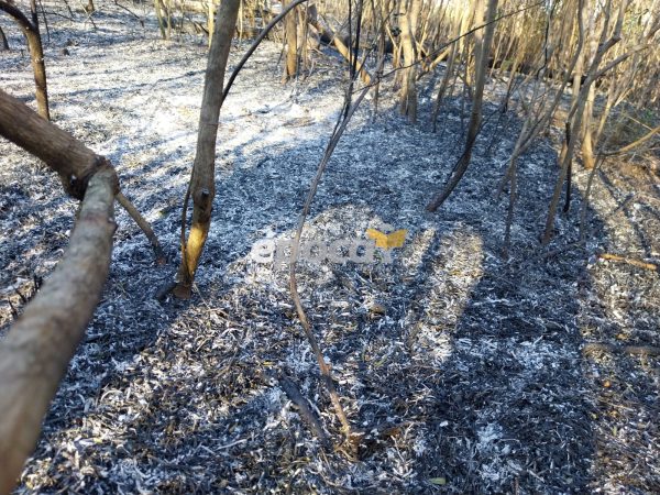 Bomberos controlaron un incendio de pastizales en San Cayetano