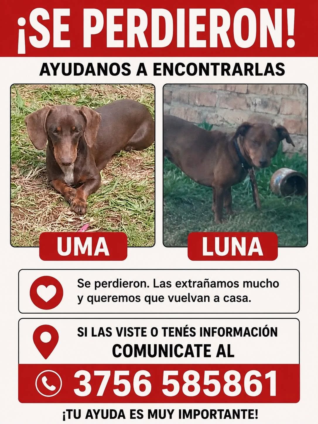 Buscan a Uma, una perrita perdida en Narciso Vega