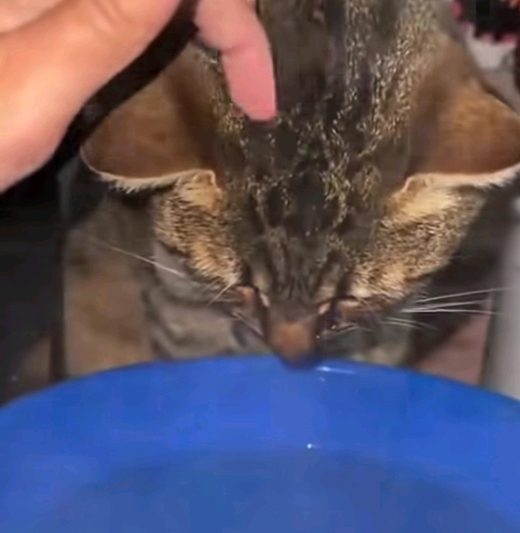 Su gato estaba resfriado y le hizo una sesión de vapor