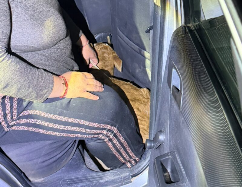 Llevaba un ternero escondido bajo el asiento de su auto