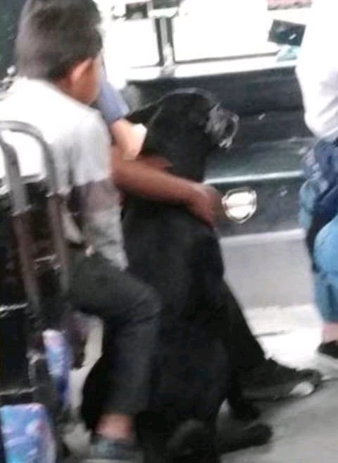Un perro persiguió el colectivo y el chofer lo dejó subir