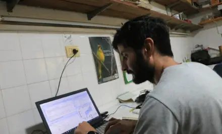 Un investigador de la UNNE, becado para estudiar al carpintero blanco