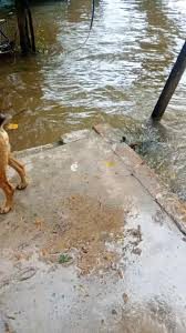 El agua avanzó en Bañado Norte y hay familias evacuadas