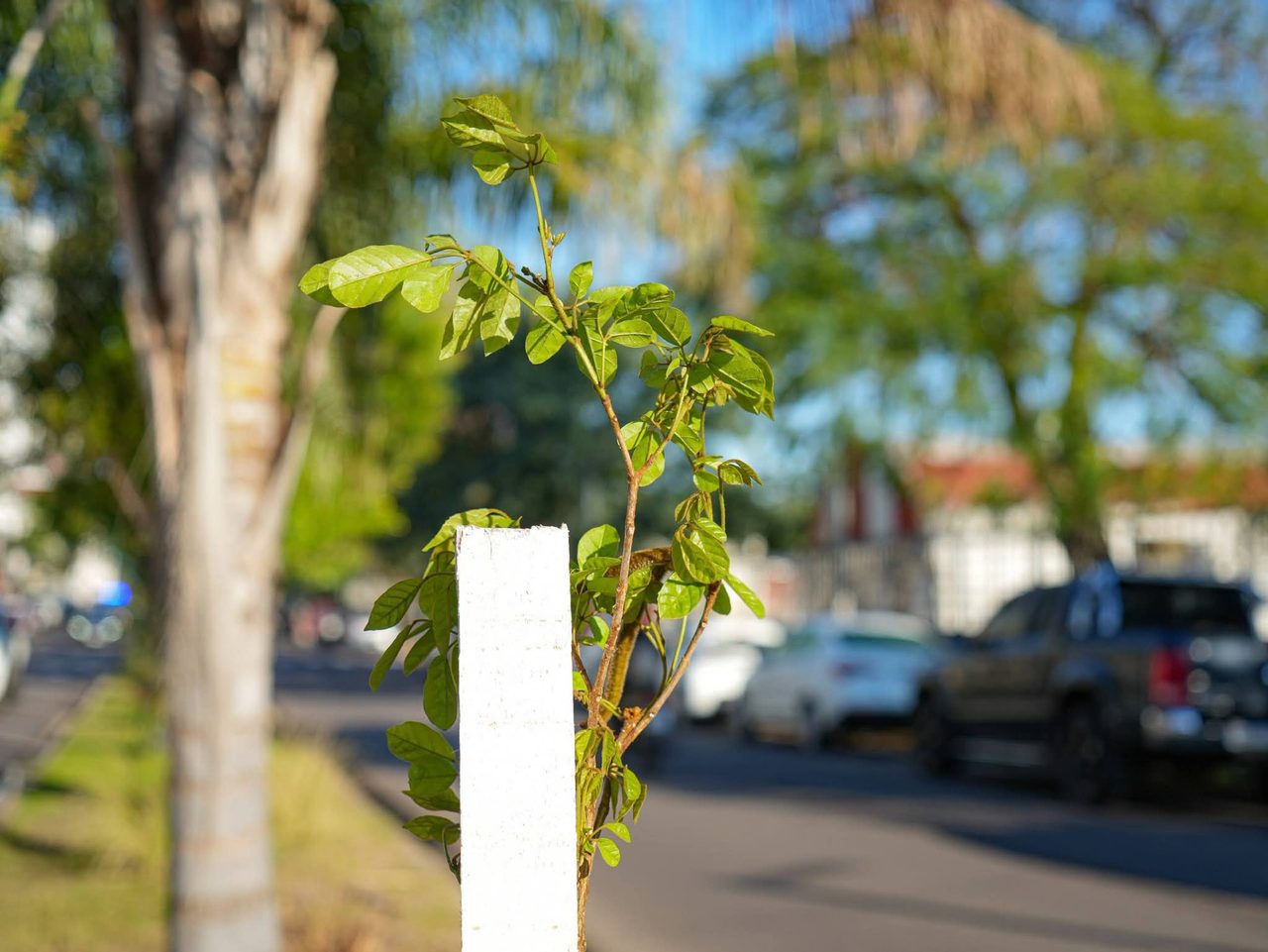 Corrientes celebra la Semana del Árbol con actividades gratis