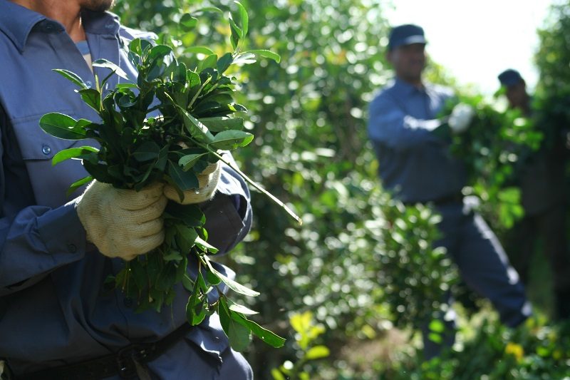 Yerba mate: la crisis brasileña enciende una señal de alerta para los productores argentinos