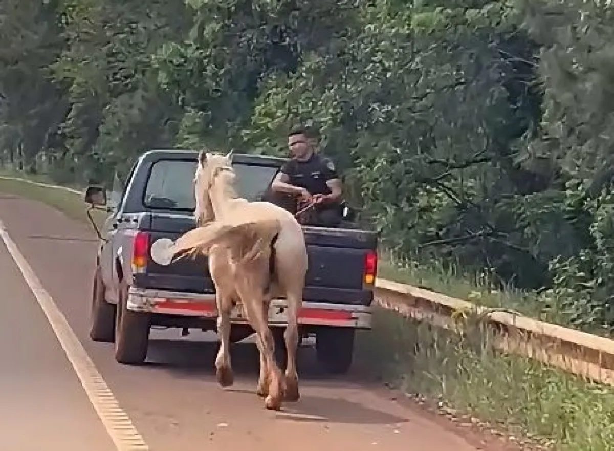 Un caballo suelto en la Ruta 14 de San Pedro terminó devuelto a su dueño