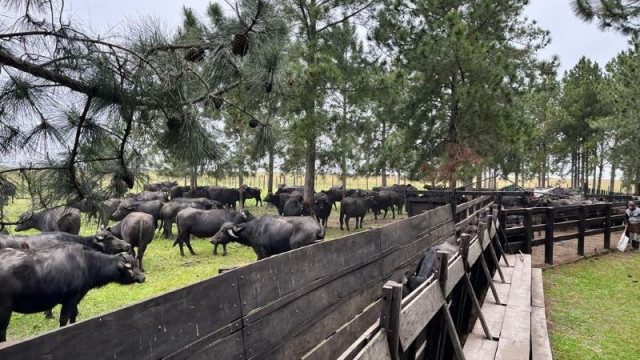 La cría de búfalos crece 15% anual en el Iberá correntino