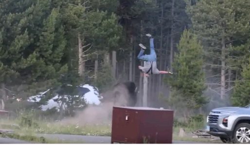 Un bisonte embistió a un turista en Yellowstone y quedó grave