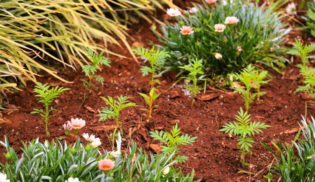 El Vivero Municipal mantiene las plantas de tres espacios de la ciudad