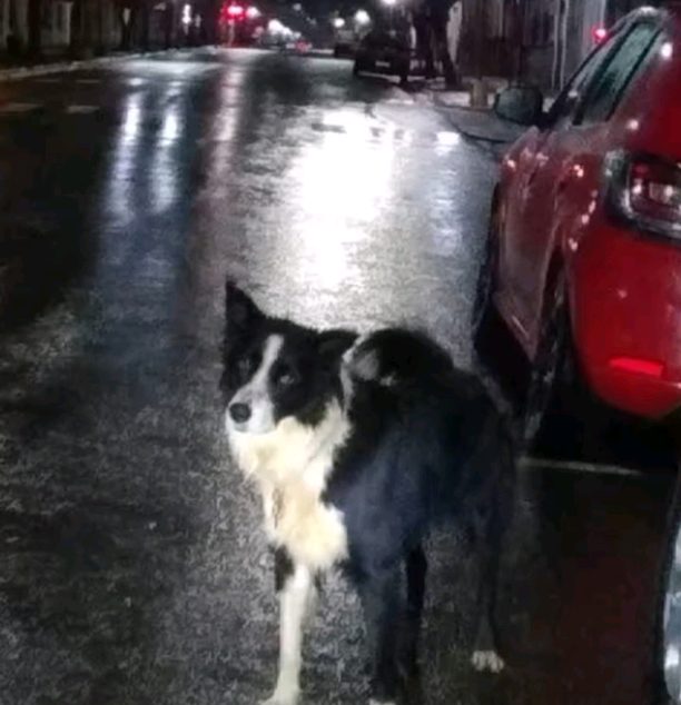Buscan al dueño de un perro perdido en San Martín