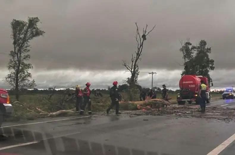 Un eucalipto caído cortó la Ruta 12 en Ituzaingó