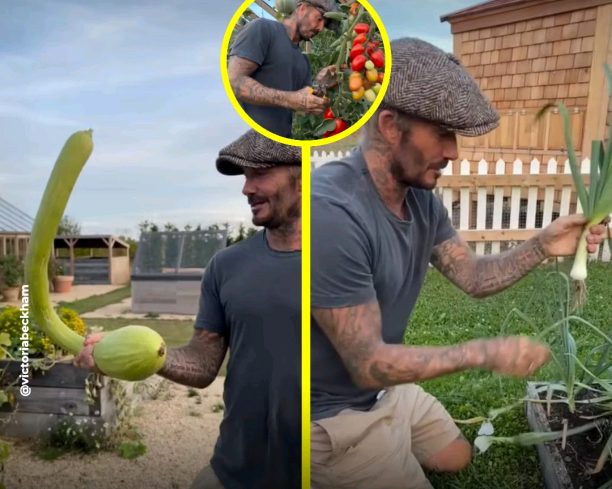 David Beckham sorprende con una calabaza gigante de su huerta