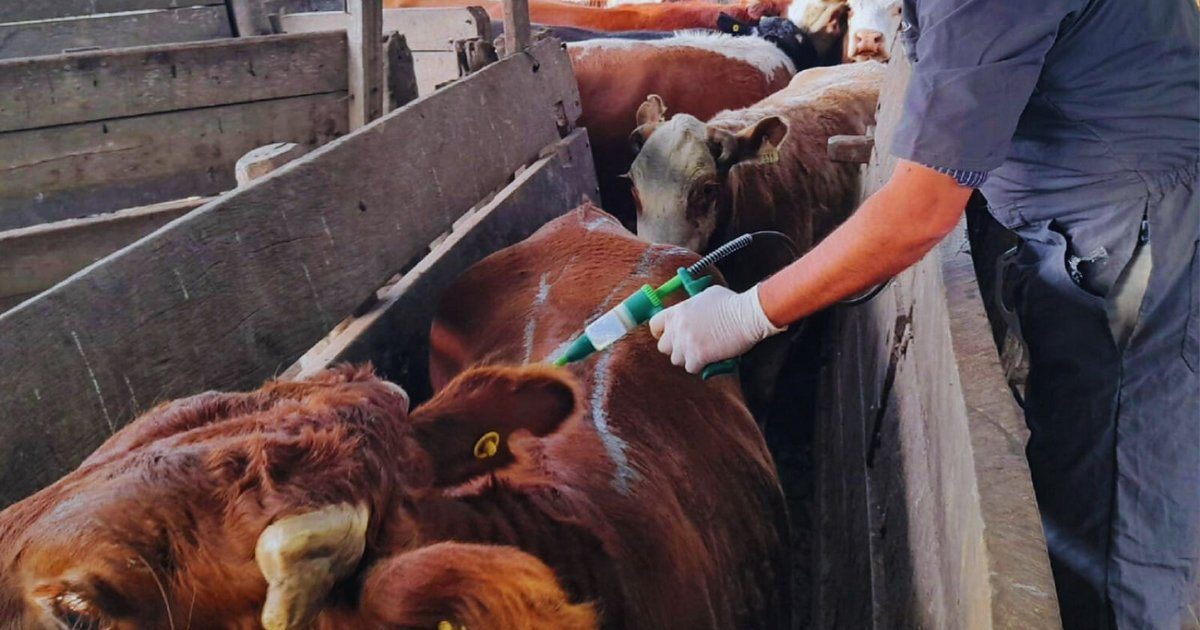 El bovino Criollo muestra resistencia genética a la garrapata