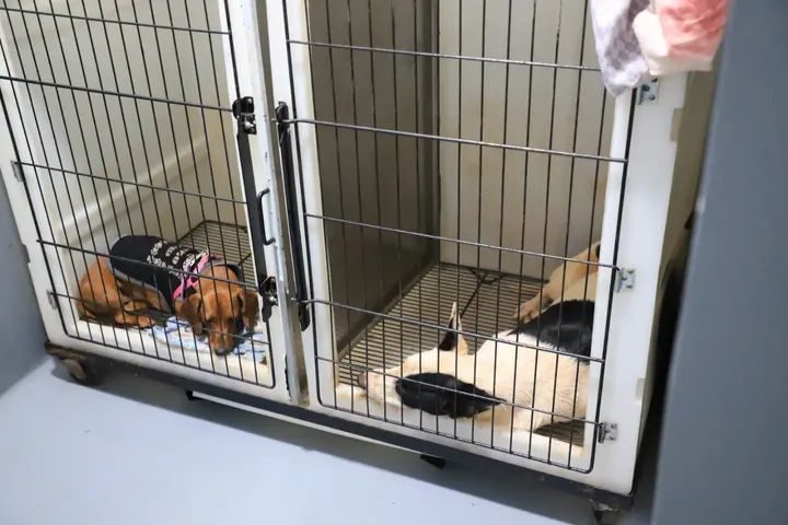 El Municipio ofrece castraciones gratis para perros y gatos