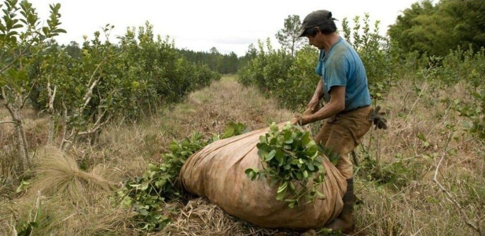 Ofrece lechón y bebidas para conseguir tareferos en Misiones