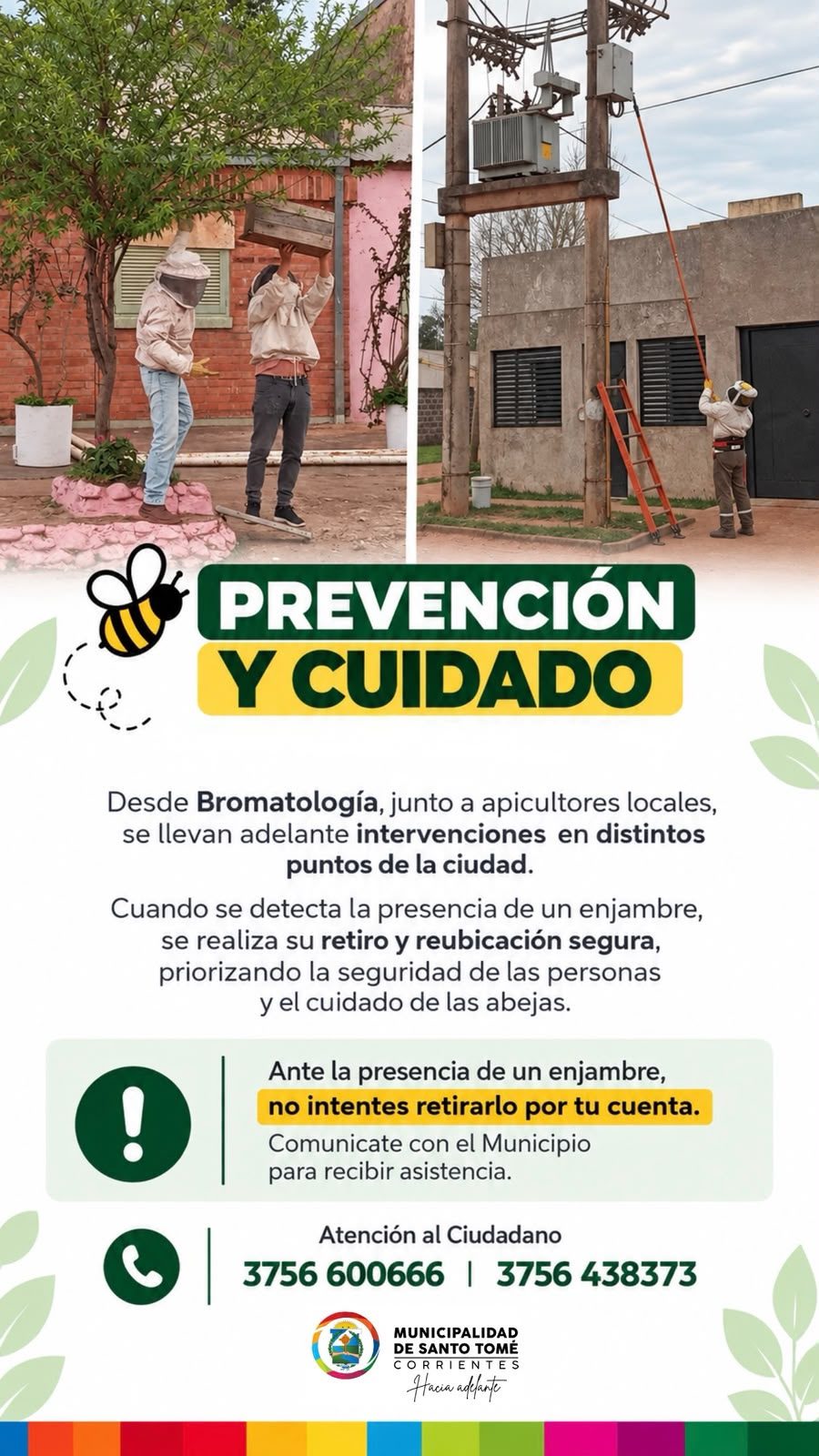 Retiran enjambres de abejas sin dañar a las abejas