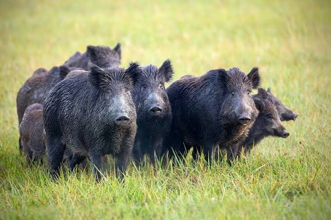 Alarma en el campo por el avance del jabalí europeo y sus millonarias pérdidas