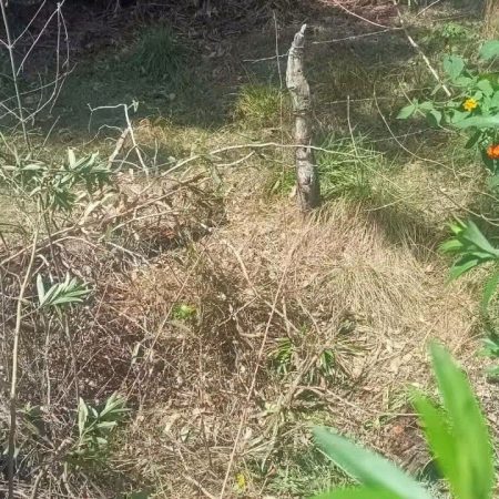 Cortaron el alambrado y faenaron una vaquillona en Monte Caseros