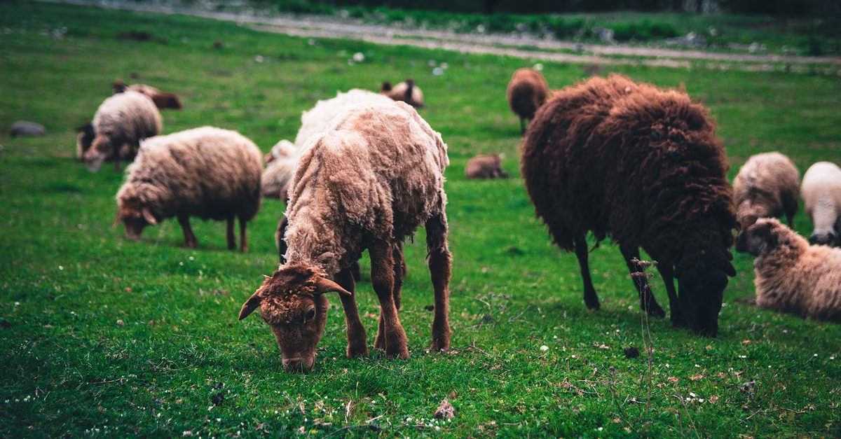 Foto: DEEN SALLY / Pexels
