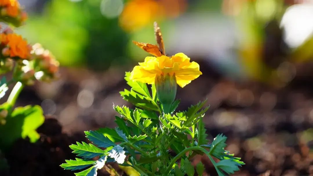 Apóstoles amplía la plantación de flores en espacios públicos