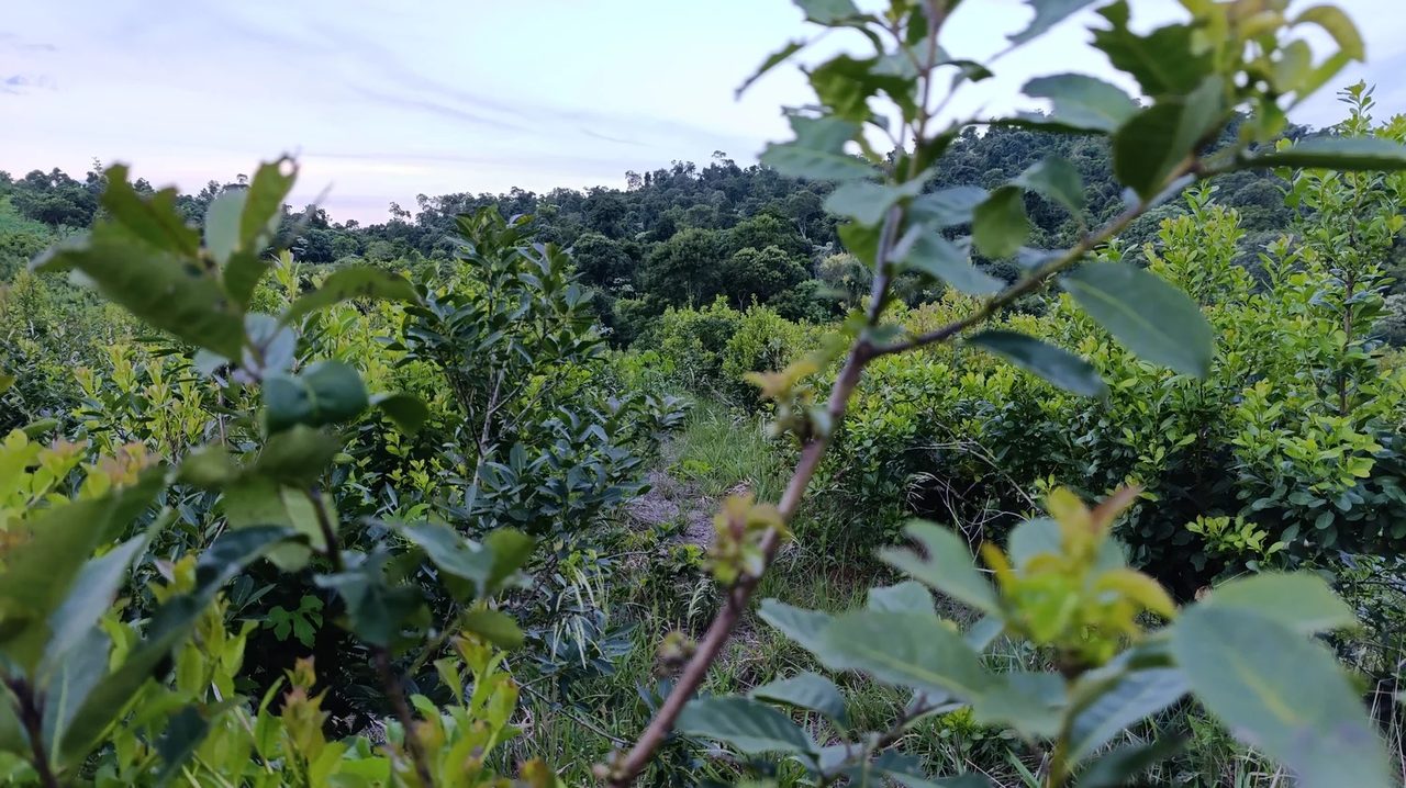 Yerba mate: 26 meses en crisis y el productor cobra menos