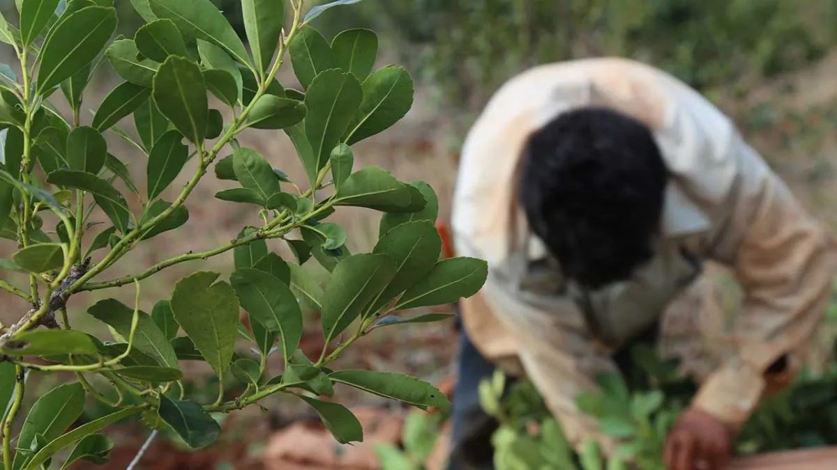 Productores yerbateros piden declarar la emergencia del sector