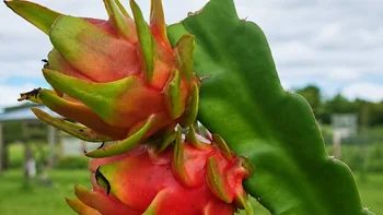 El Inta Corrientes estudia la pitahaya para diversificar la fruticultura