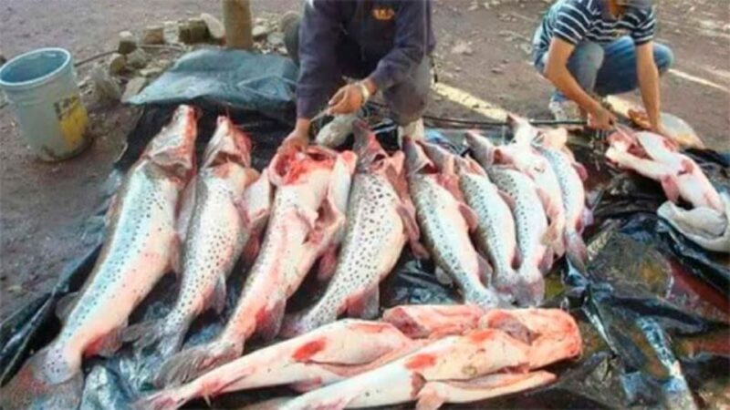 Corrientes refuerza controles por pesca furtiva en el Paraná