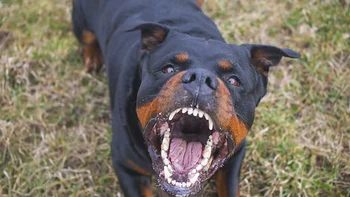 Un Rottweiler mató a un perro salchicha y mordió a dos mujeres