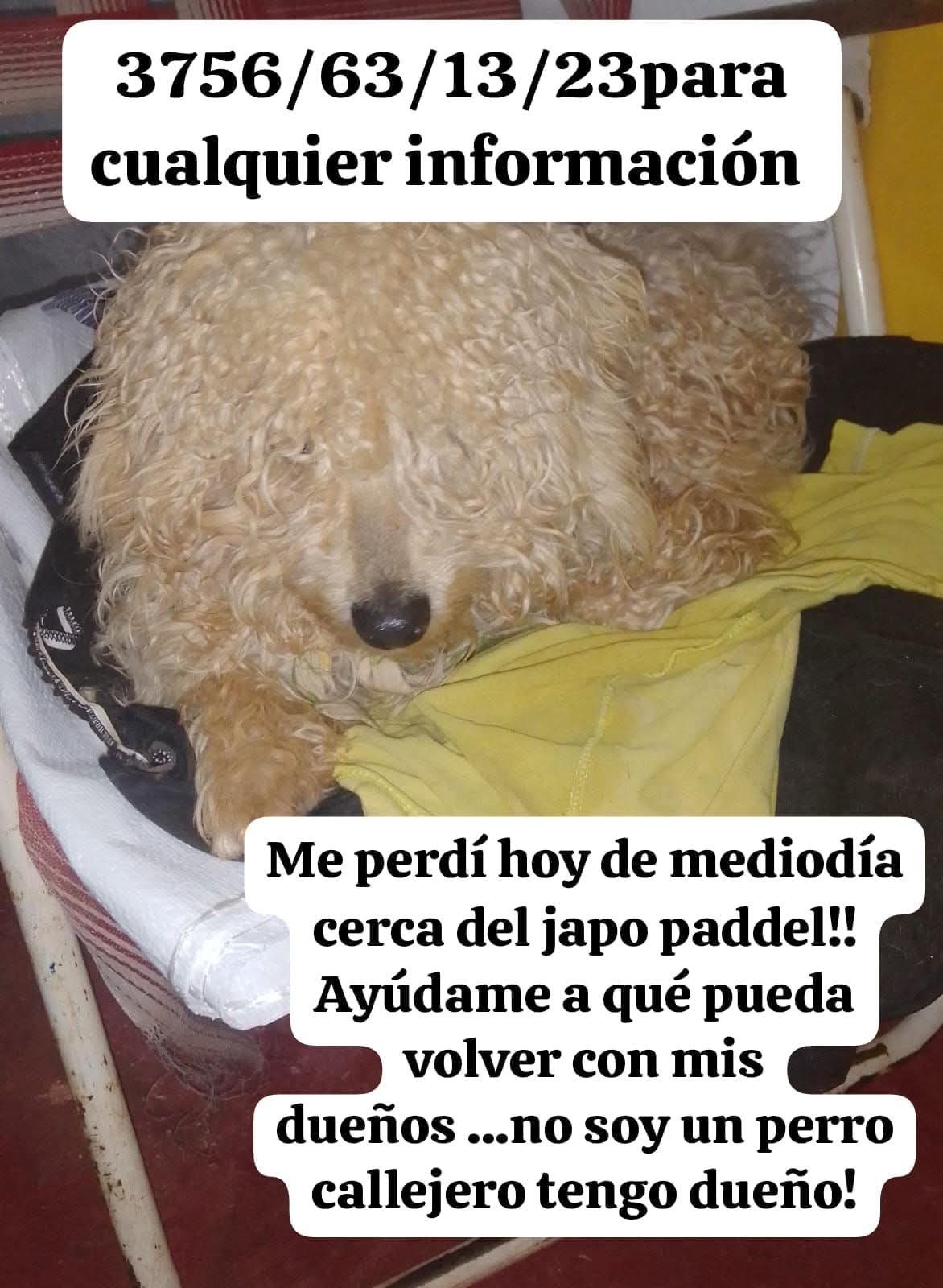 Buscan a un perro perdido cerca de Japo Pádel