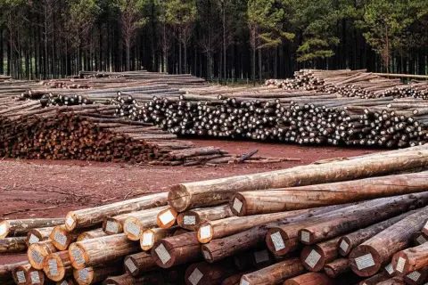 Forestación y té sostienen las exportaciones de Corrientes