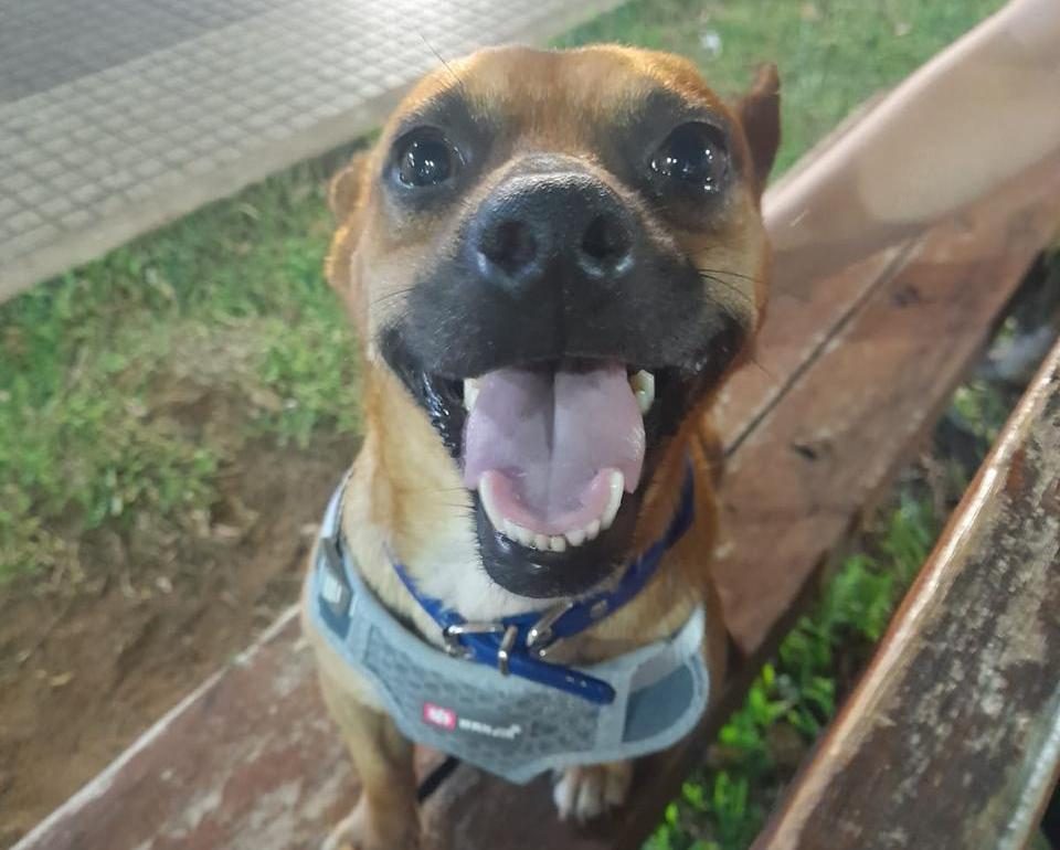Condenan a un médico por matar al perro de su vecino