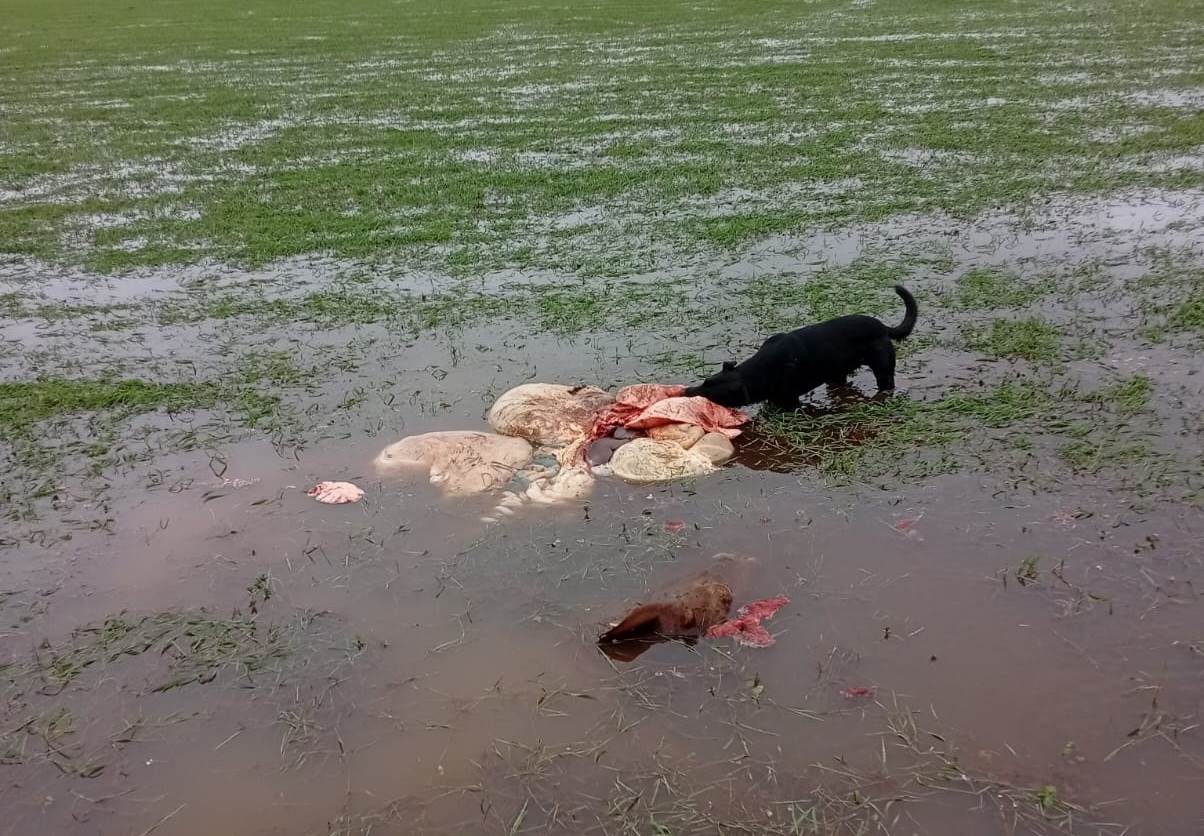 Robaron y faenaron ocho vacas en un campo de Santo Tomé