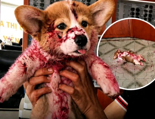 Un cachorro cayó en un charco de mermelada y generó pánico