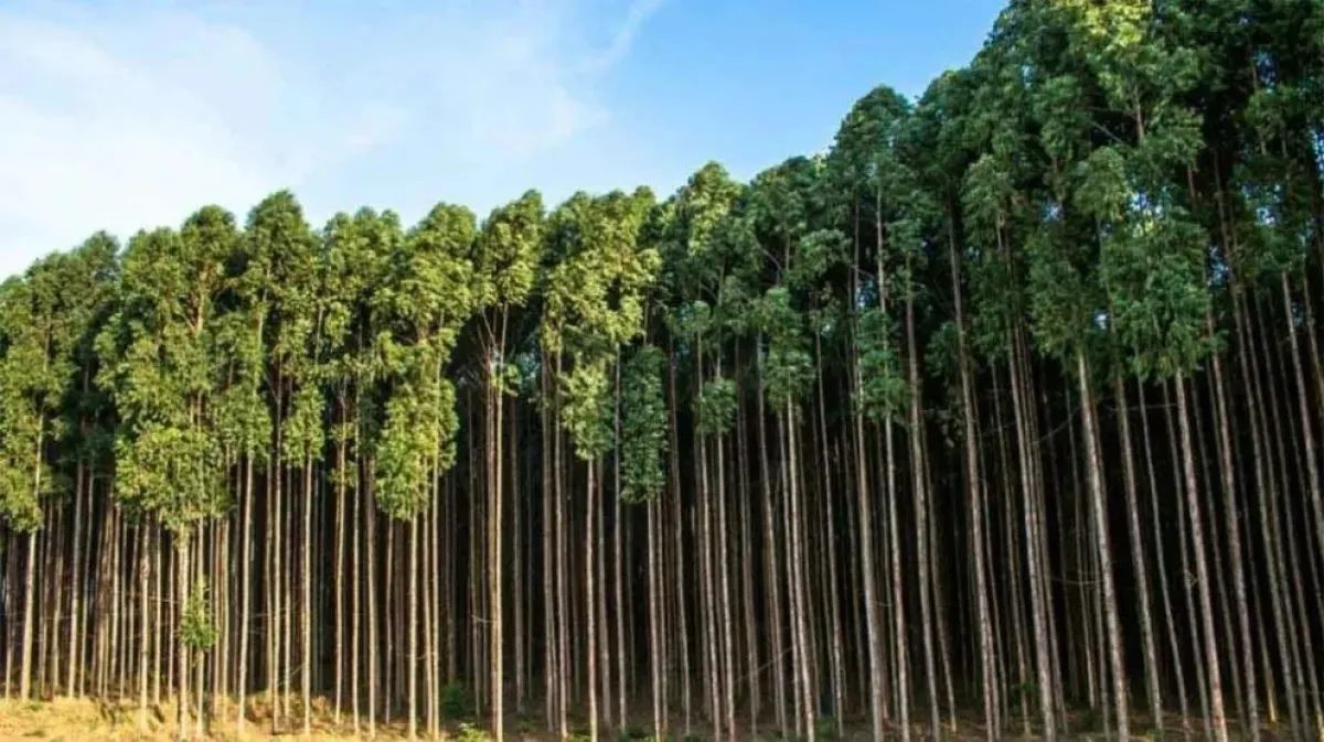 Corrientes proyecta a la forestación como motor industrial