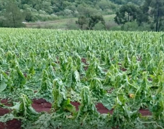 El granizo dañó plantaciones de tabaco en el centro de Misiones