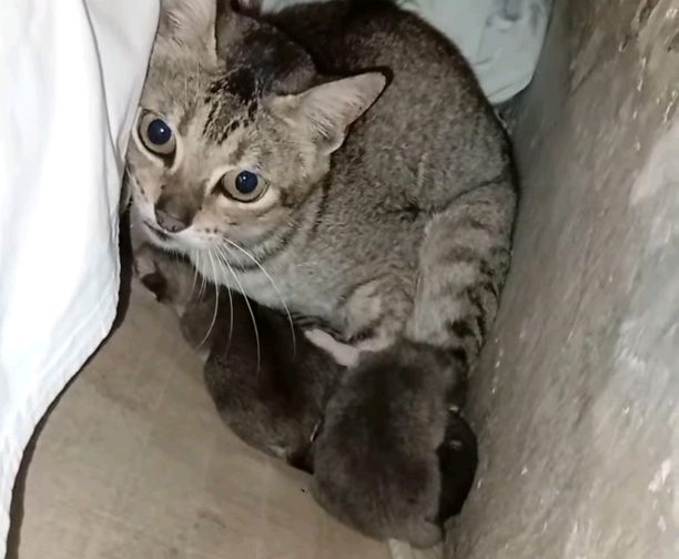 Entregan al Refugio Patitas solidarias una gata tras un año de tenerla