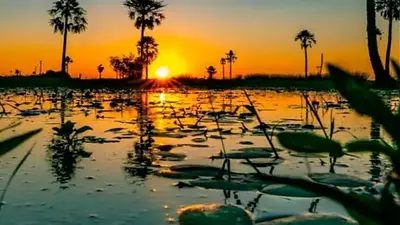 De estancia ganadera a parque nacional: volvieron especies extintas en Corrientes
