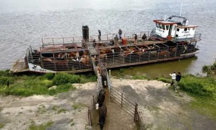 Crecida del Paraná: evacuar 500 vacas cuesta hasta $29,5 millones