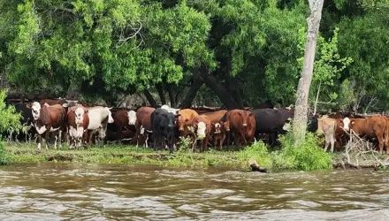Crecida del Paraná y el Uruguay: evacúan ganado de las islas correntinas