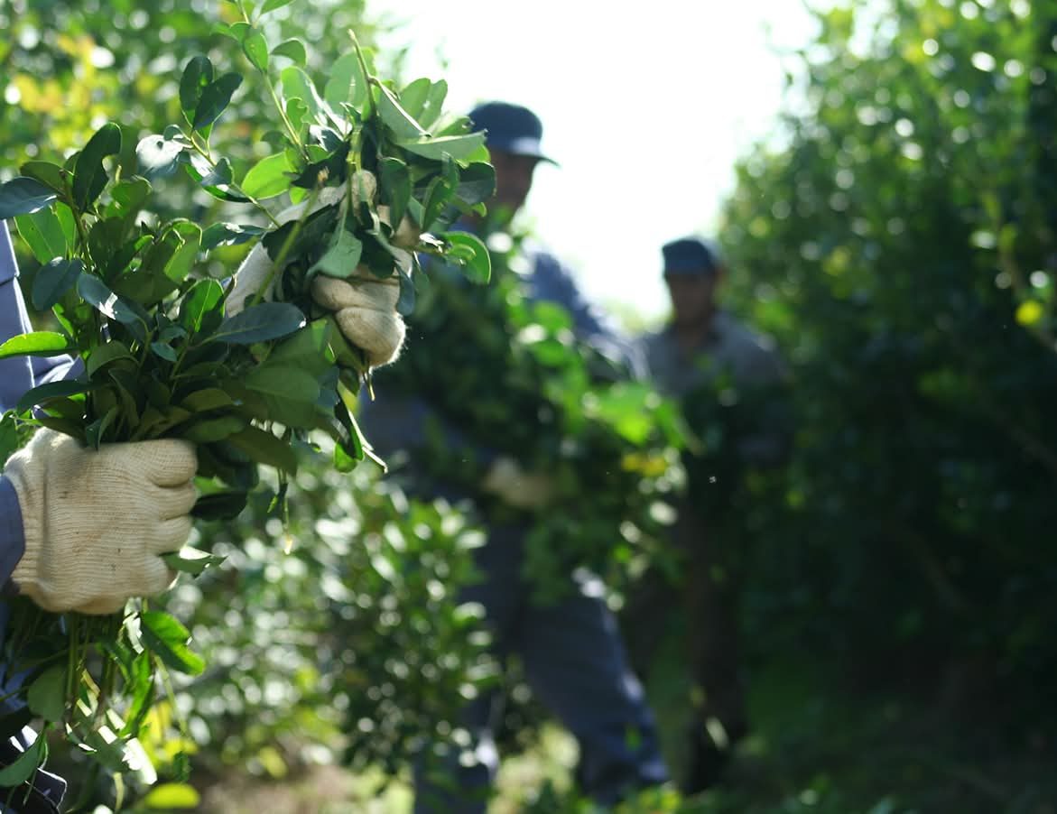 Capacitan a cosecheros yerbateros en Corrientes y Misiones