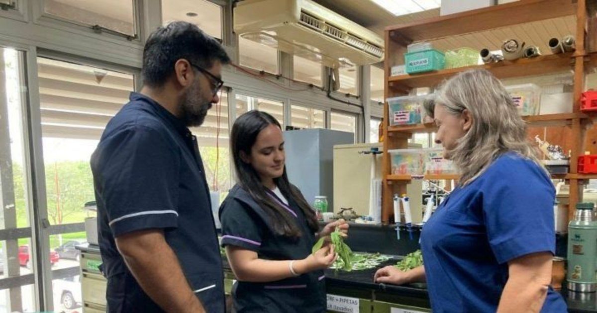 Estudian en el NEA la toxicidad de 16 plantas medicinales