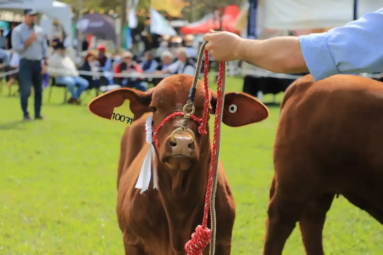Toros Brangus, protagonistas de la Expo Rural de Virasoro