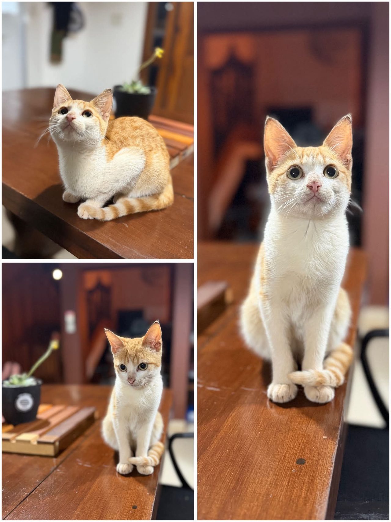 Encontraron un gatito perdido y buscan a sus dueños