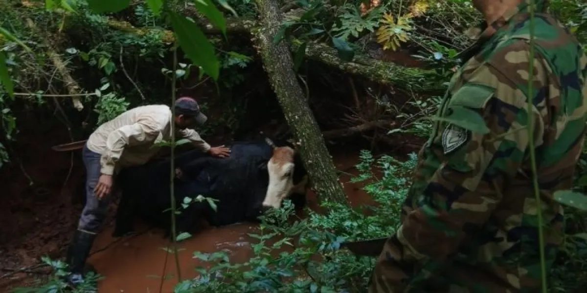 Denunció el robo de una vaca y su ternero, pero estaban atrapados en un arroyo