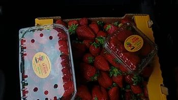 Cómo el compost transformó la producción de frutillas en Corrientes