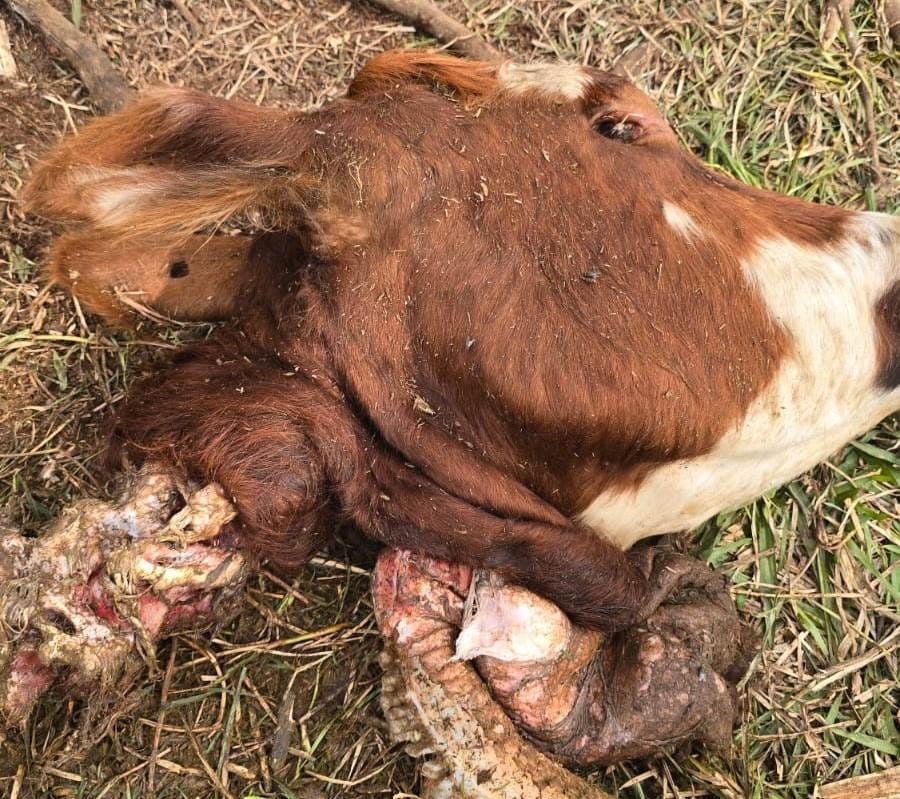 Robaron y faenaron dos vacas junto al río tras el abandono de un destacamento