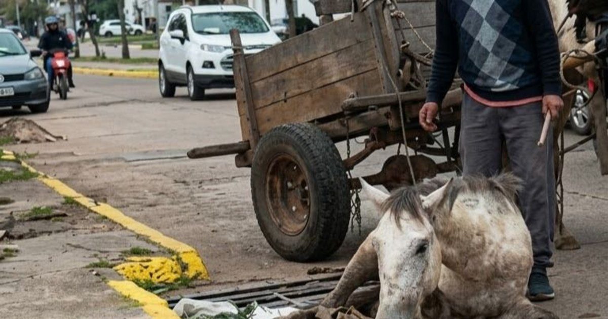 Rescataron tres caballos tras una denuncia por maltrato en Paso de los Libres