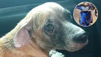 Rifa una moto para pagar la deuda veterinaria de 20 animales